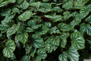 Begonia Sparkle & Shine                      